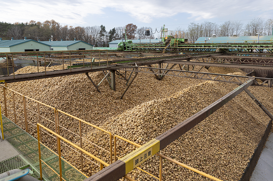 Storage facilities for potatoes (raw materials)