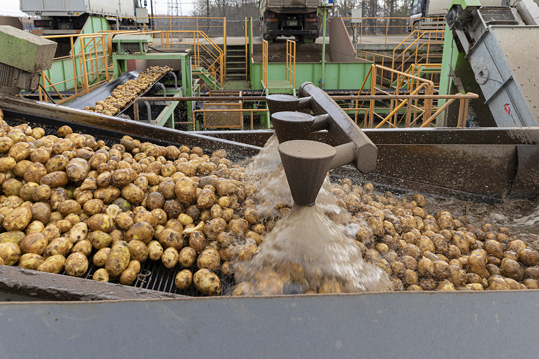 Potato intake and cleaning line